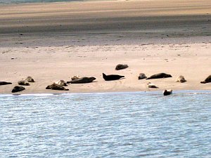 Baltrum_Seehunde_300